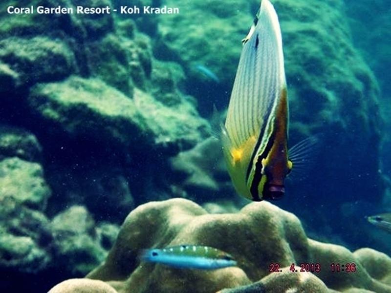 Coral Garden Resort 코크라단 외부 사진