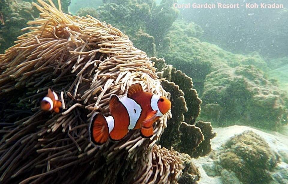 Coral Garden Resort 코크라단 외부 사진