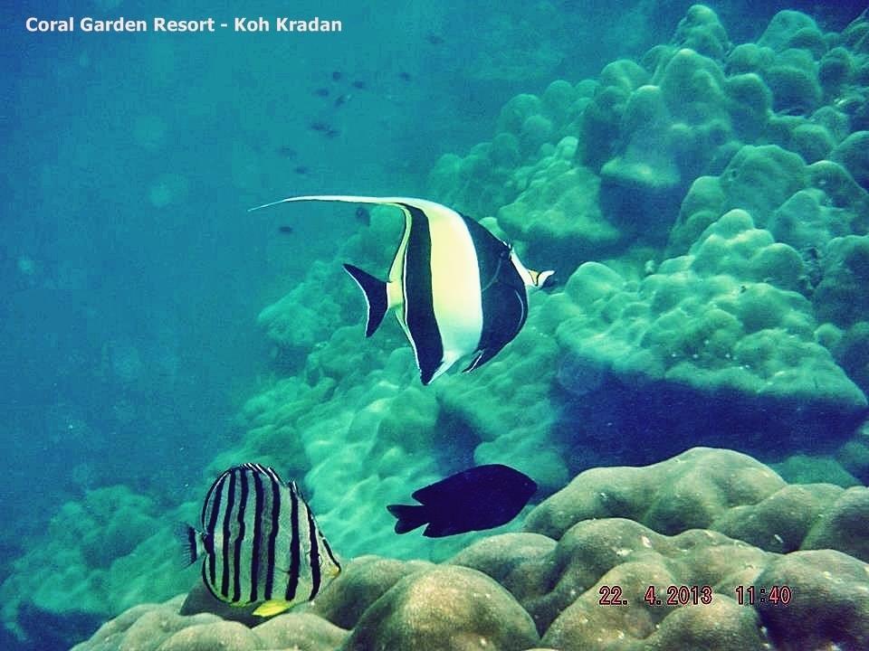 Coral Garden Resort 코크라단 외부 사진