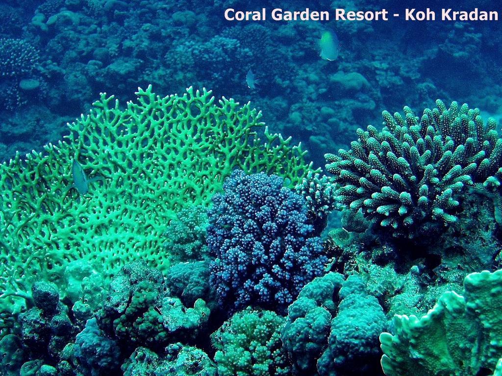 Coral Garden Resort 코크라단 외부 사진